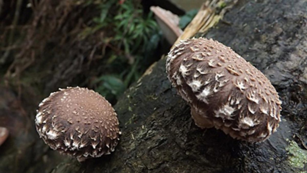 What are the benefits of shiitake mushrooms? Is shiitake mushroom