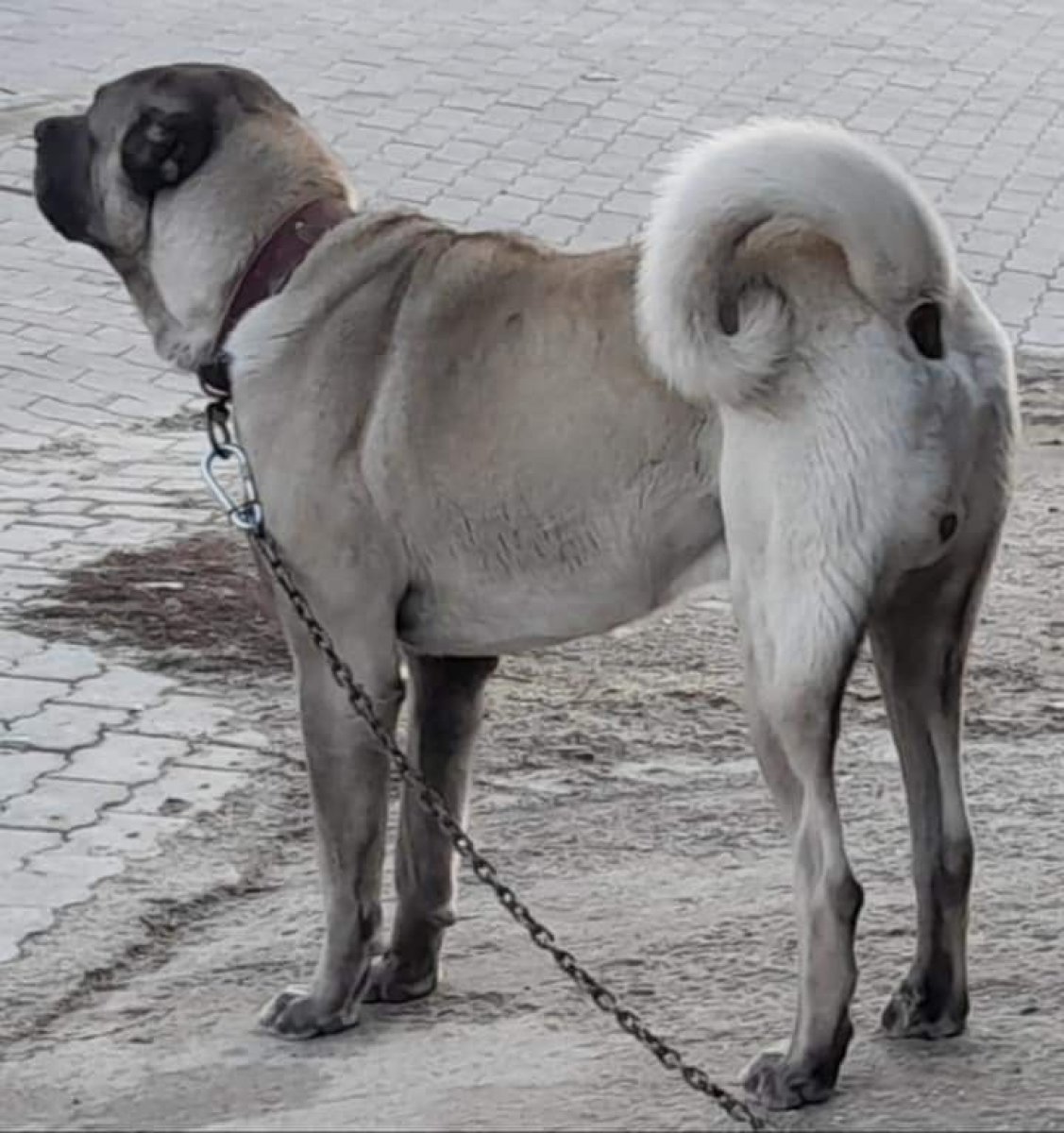 Kütahya�da hırsızlar bir köpeği şiddet uygulayarak kaçırdı