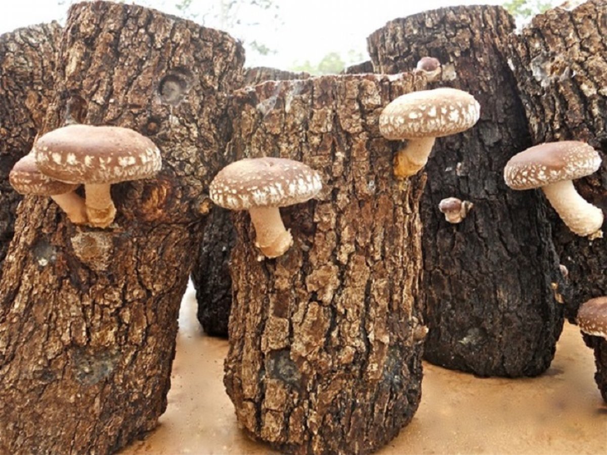 What are the benefits of shiitake mushrooms?  Is shiitake mushroom poisonous or edible?  #one