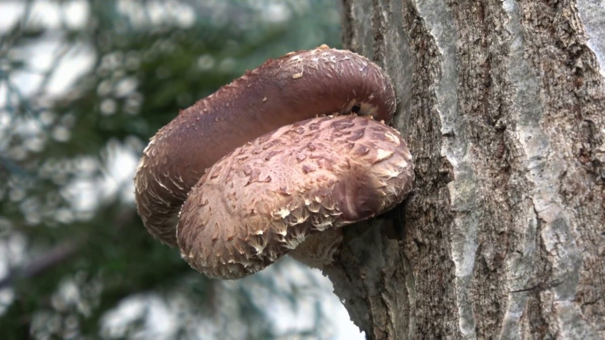 What are the benefits of shiitake mushrooms?  Is shiitake mushroom poisonous or edible?  #2nd
