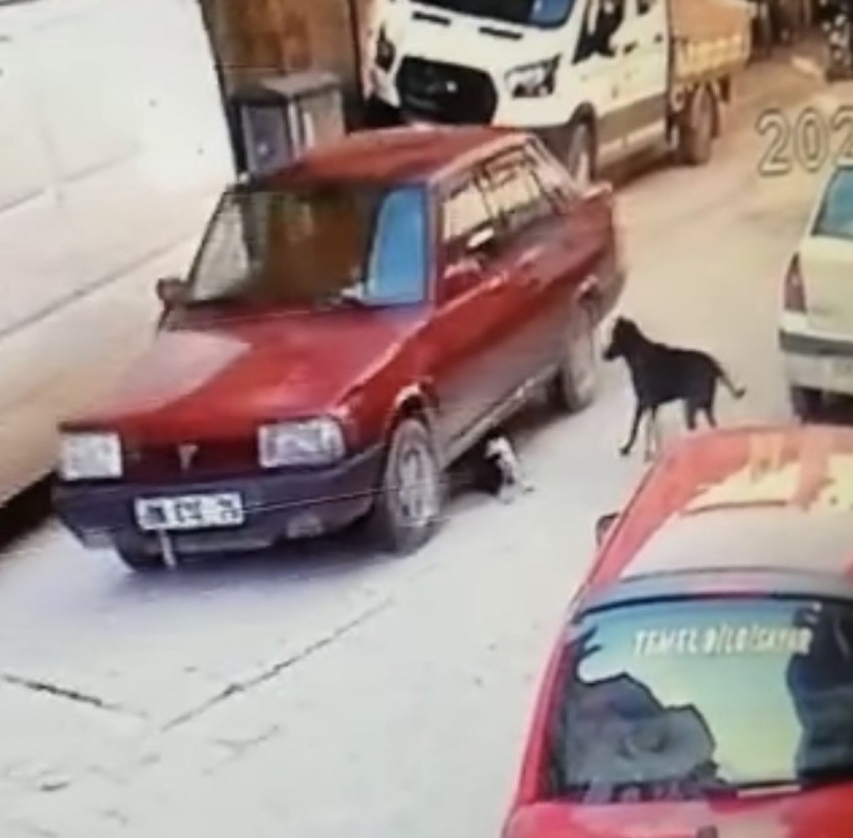 Ordu�da yavru köpeği ezen sürücü kamerada