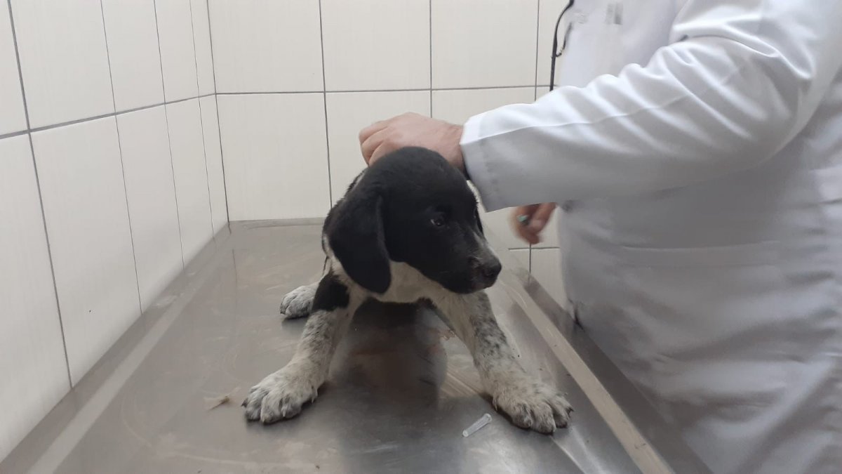 Ordu�da yavru köpeği ezen sürücü kamerada