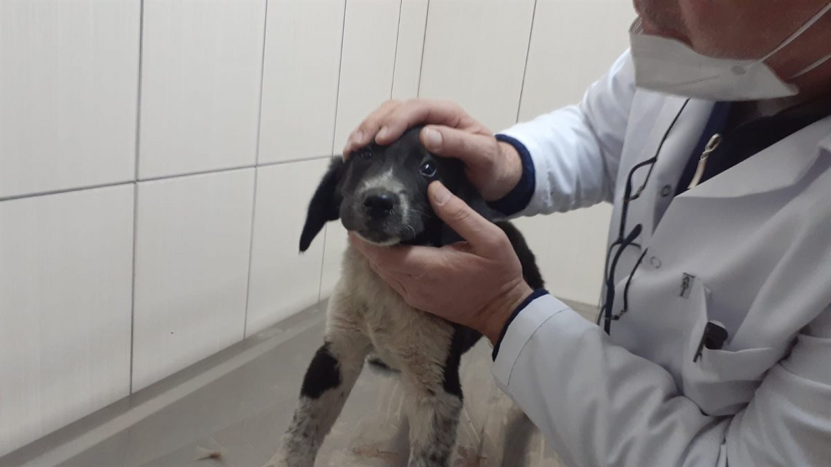 Ordu�da yavru köpeği ezen sürücü kamerada