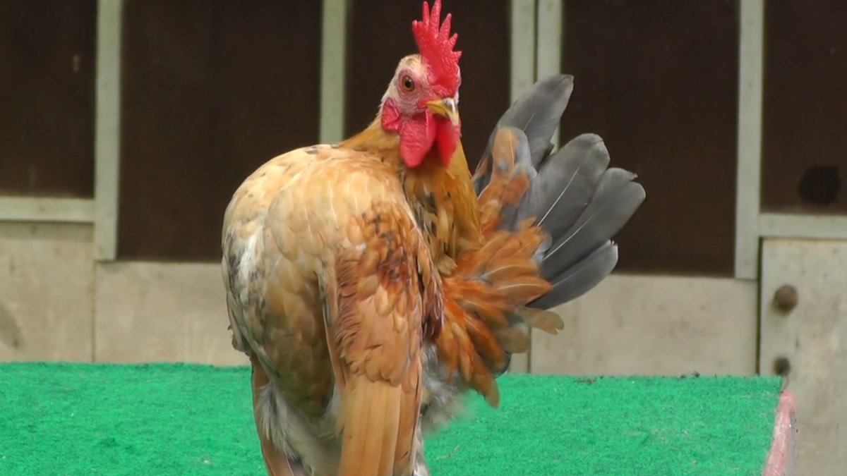 Malaysia's famous roosters find buyers up to 600 euros #2