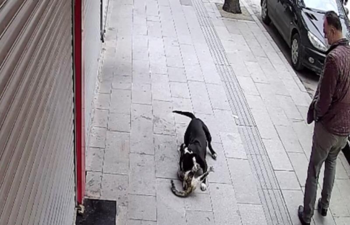 hatay da sahipsiz pitbull kediye