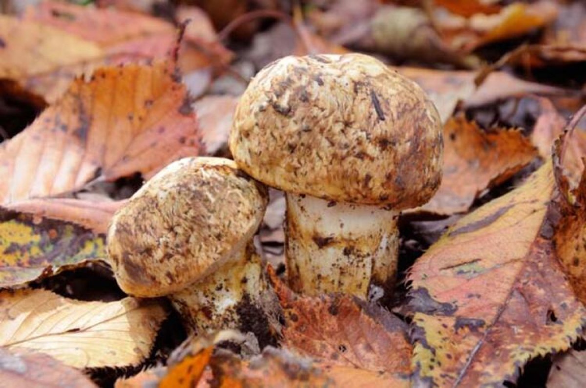 Matsutake mantarı nedir, nerede yetişir? Matsutake mantarı yenir mi