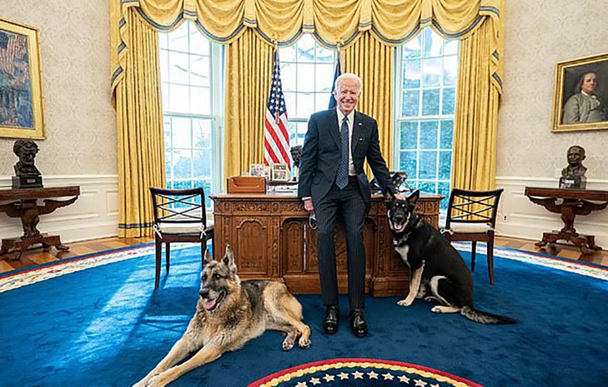 Joe Biden ın köpeği, Beyaz Saray çalışanını ısırdı #1