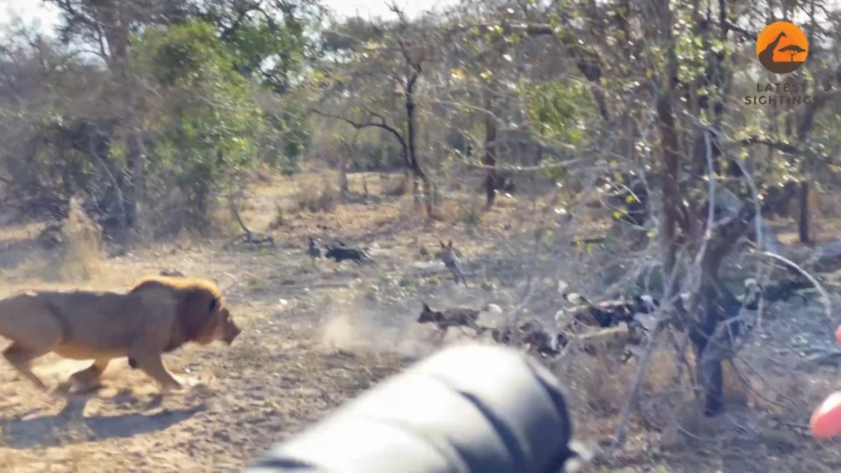 Lion hunts wild dog puppy #1