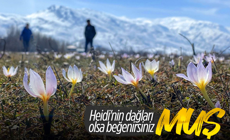 Muş Ovası'nda kardelenler çiçek açtı