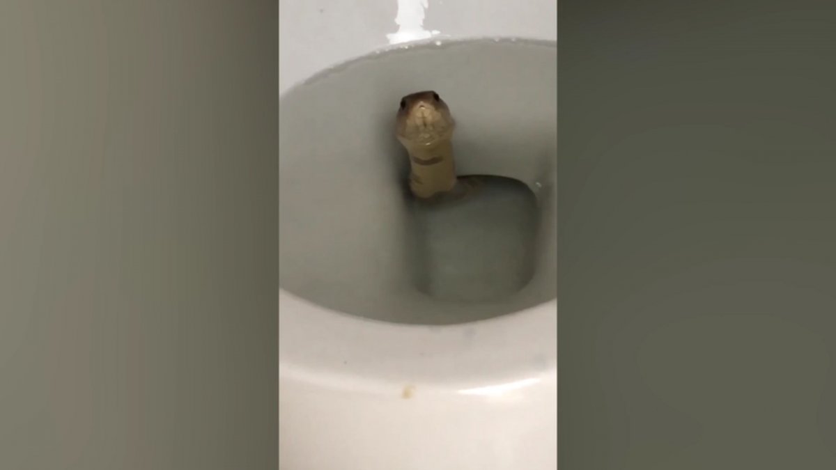 Cobra came out of the toilet in Cambodia #1
