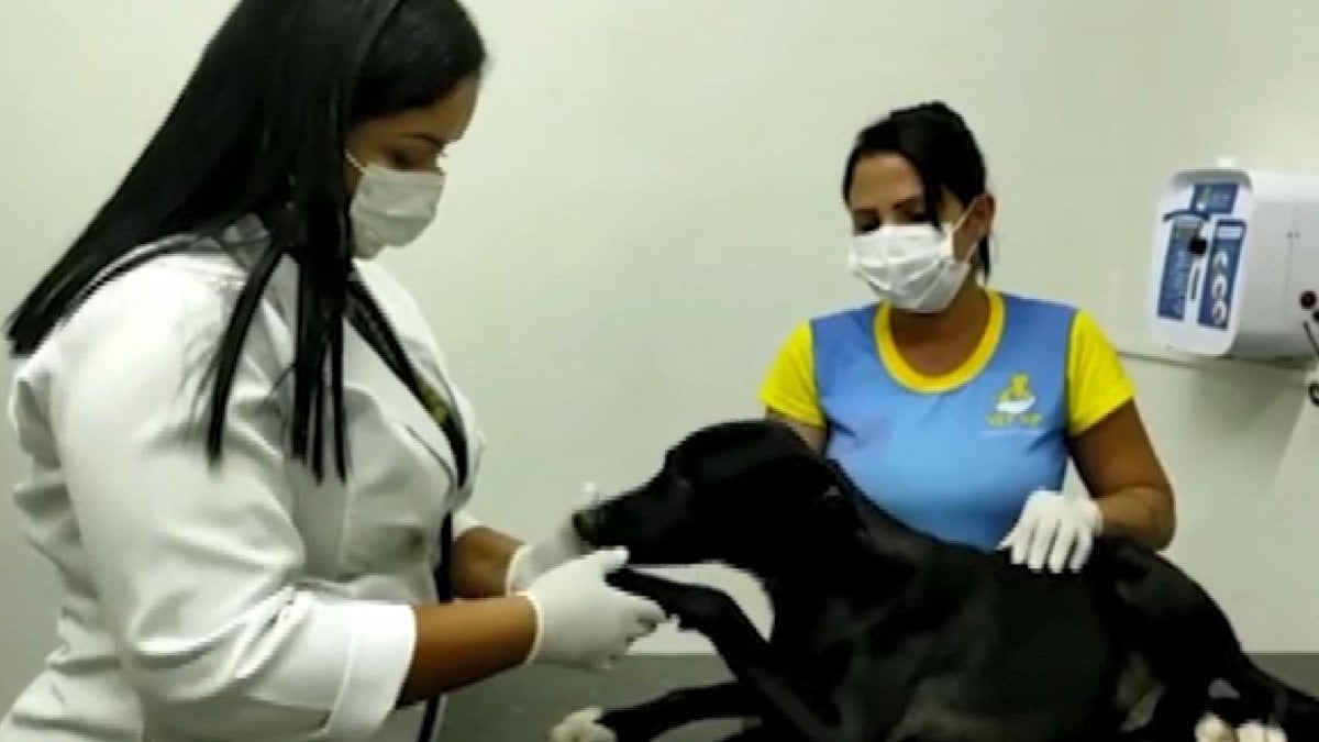 Tumor detected in a dog entering the clinic in Brazil #3