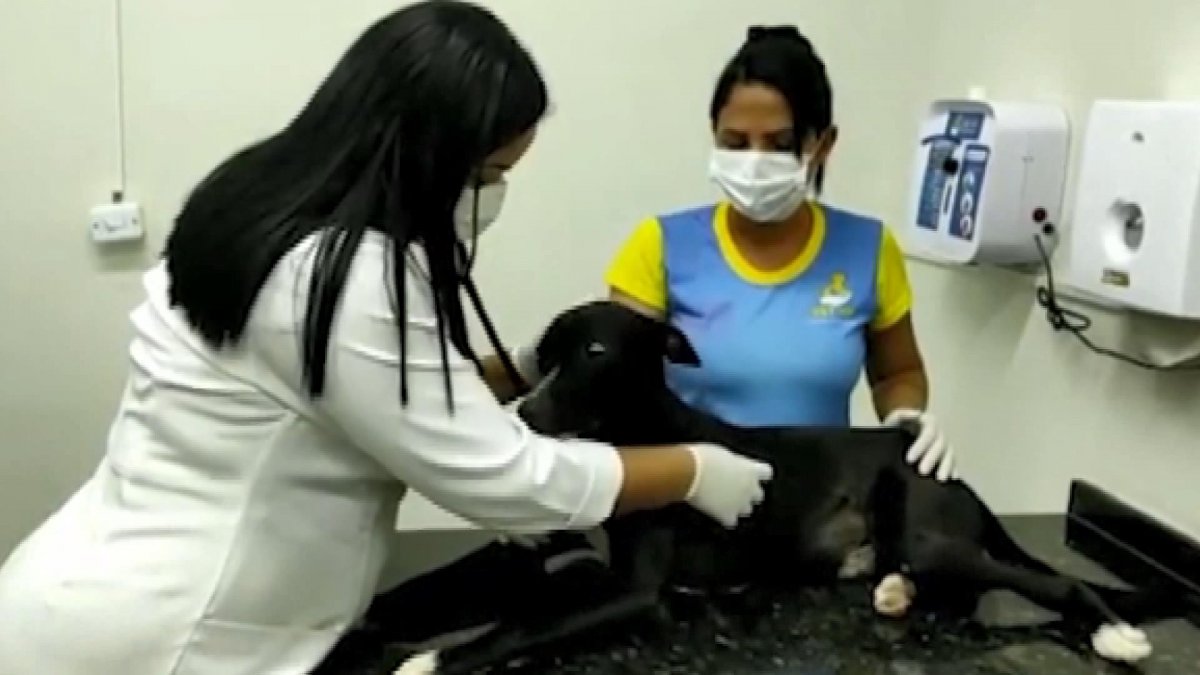 Tumor detected in dog entering clinic in Brazil #4