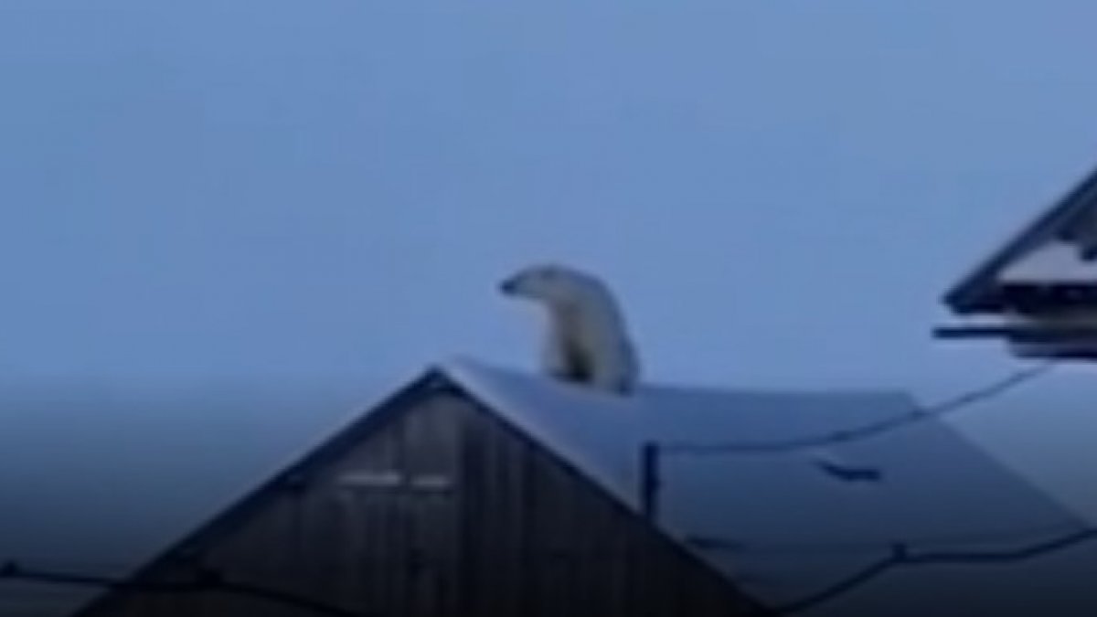 In Russia, the polar bear climbed the roof of the house