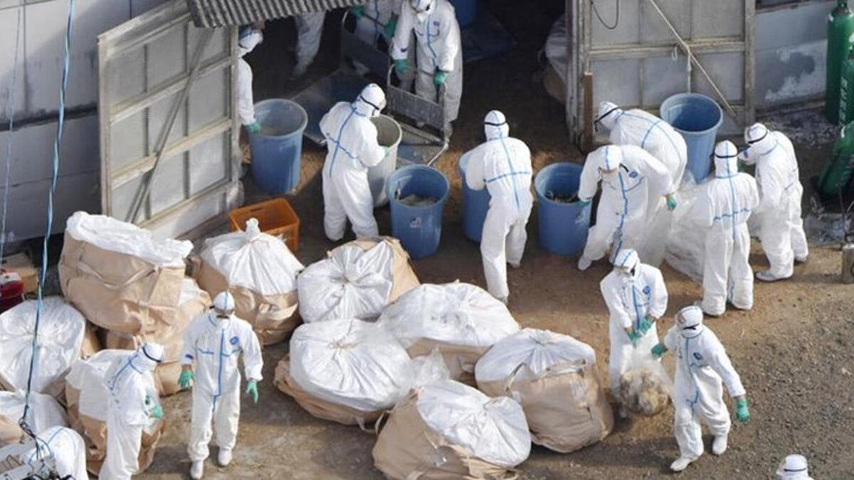 Bird flu epidemic in Japan spread to another province #2