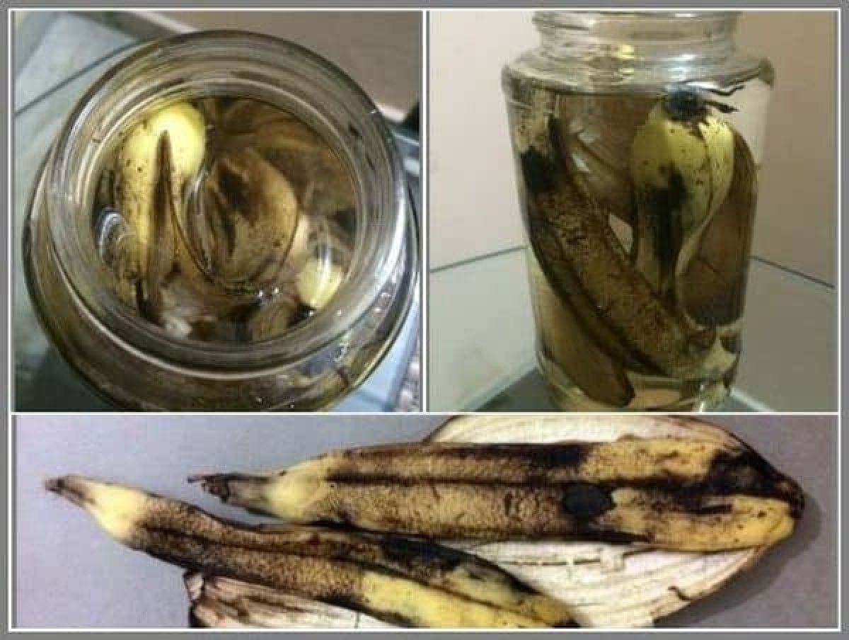 Корки бананов для цветов. Настой из банановой кожуры. Удобрение из банановых шкурок. Удобрение из банановой кожуры. Настой банановой кожуры для полива цветов.