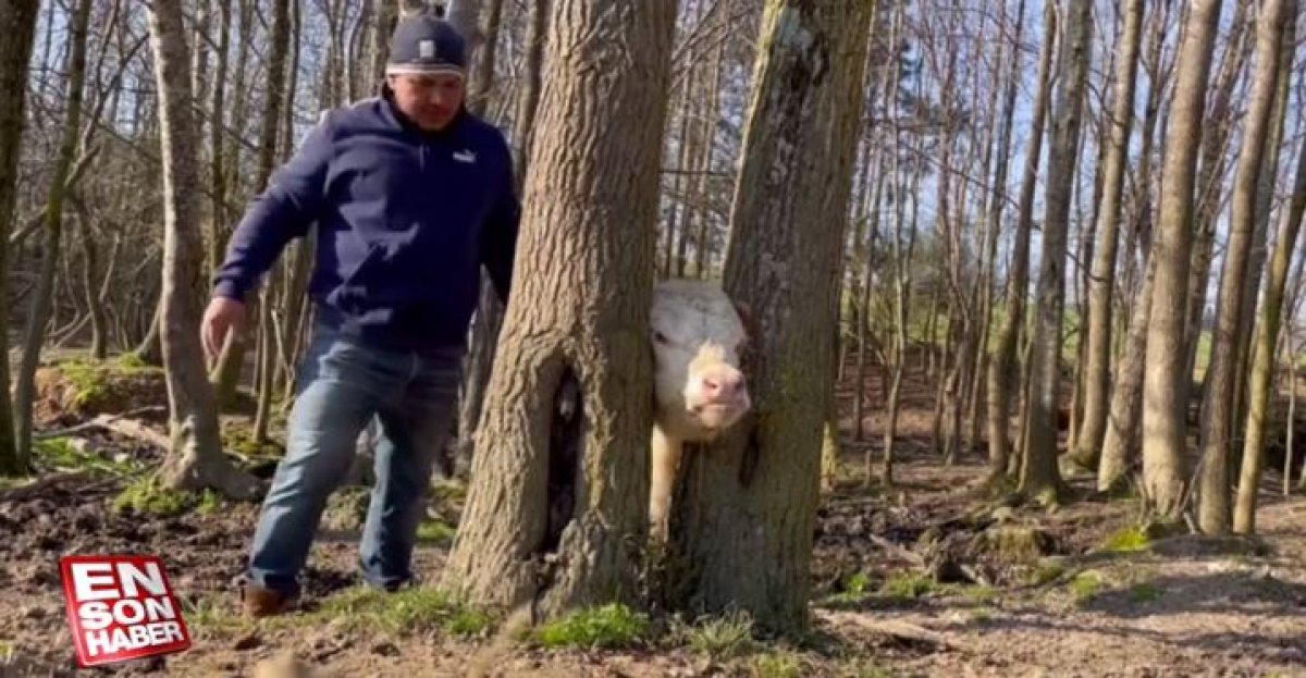 Rescued calf stuck its head in a tree in the USA #2