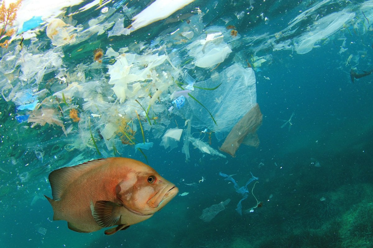 Microplastics were found in 12 fish species in the Marmara and 7 in the Black Sea #2
