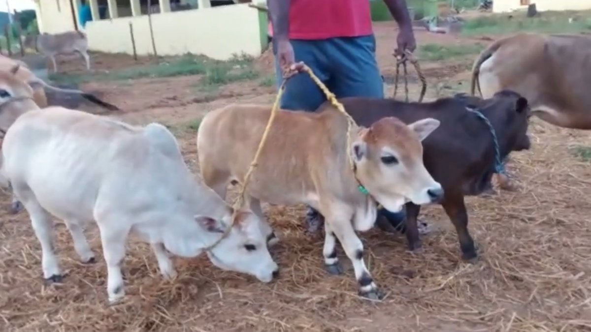 World's shortest cattle endangered in India #2