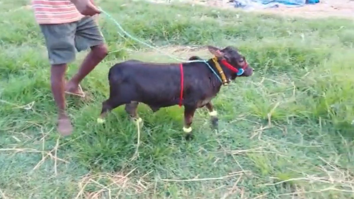 World's shortest cattle going extinct in India #1