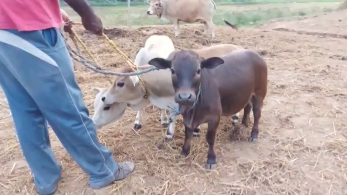 World's shortest cattle going extinct in India #3