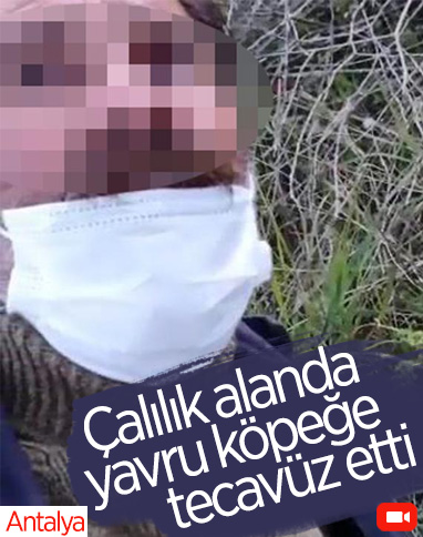 Antalya'da köpeğe tecavüz ederken yakalandı