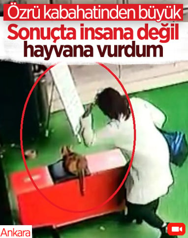 Ankara'da hamile kediye vuran kadına para cezası 