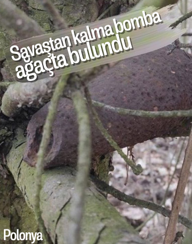 Polonya’da bir ağaçta, 2. Dünya Savaşı’ndan kalma bomba bulundu
