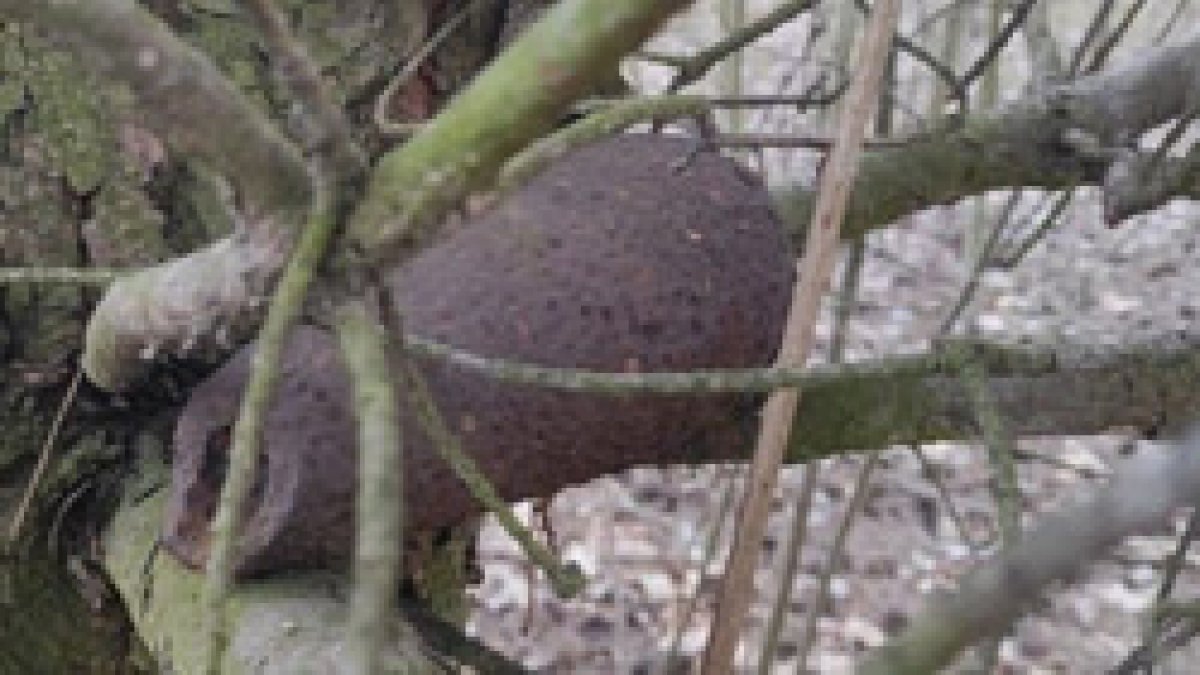 WWII bomb found in a tree in Poland