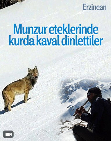 Erzincan'da karlı arazide kurda kaval dinlettiler