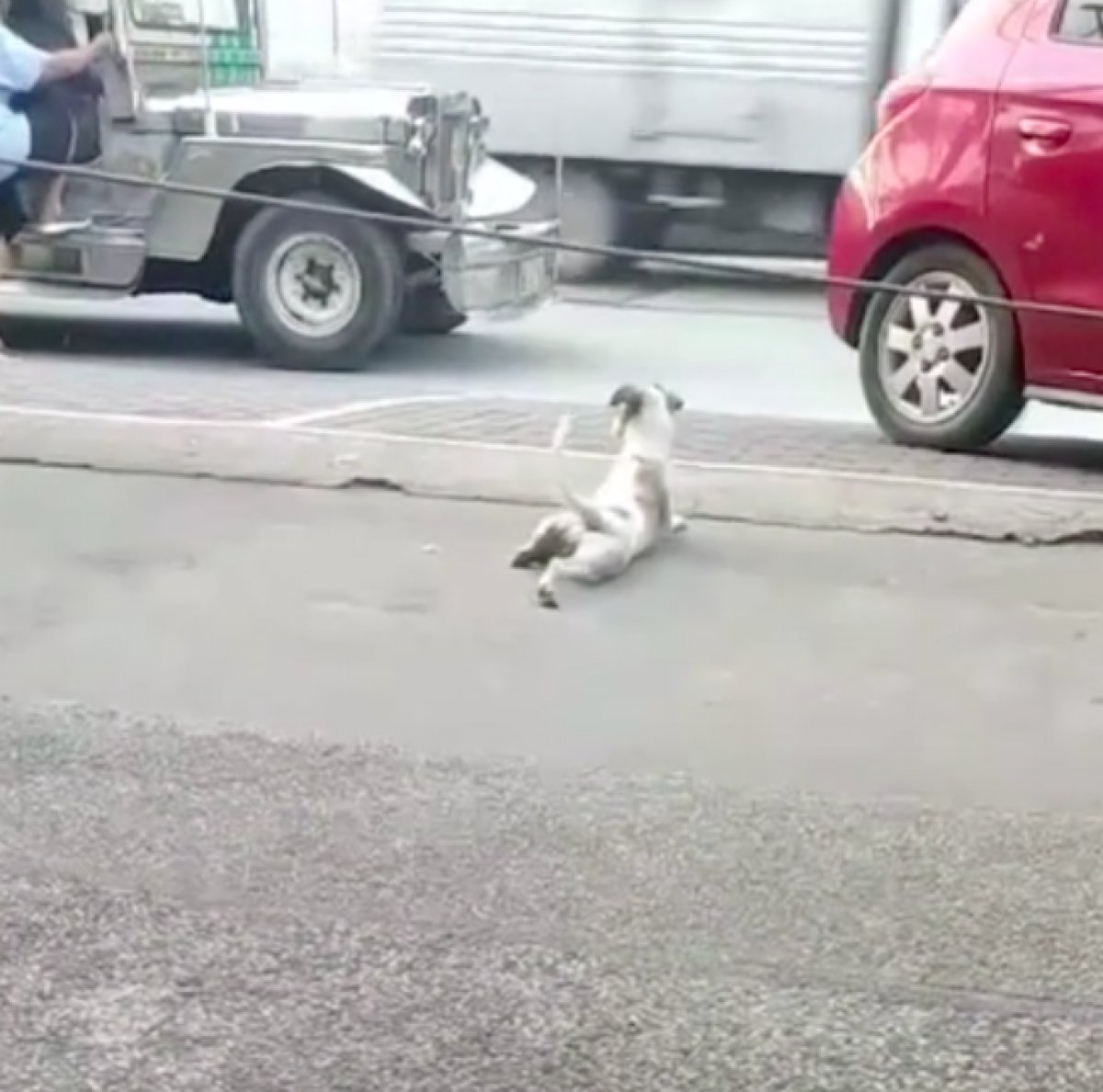 Dog pretending to be disabled #1 on camera in Philippines