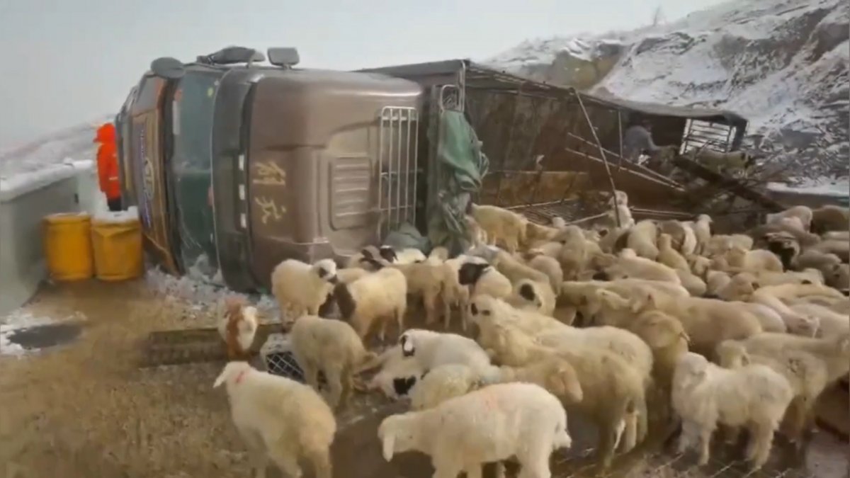 Truck loaded with sheep overturned in China, 300 sheep died #3