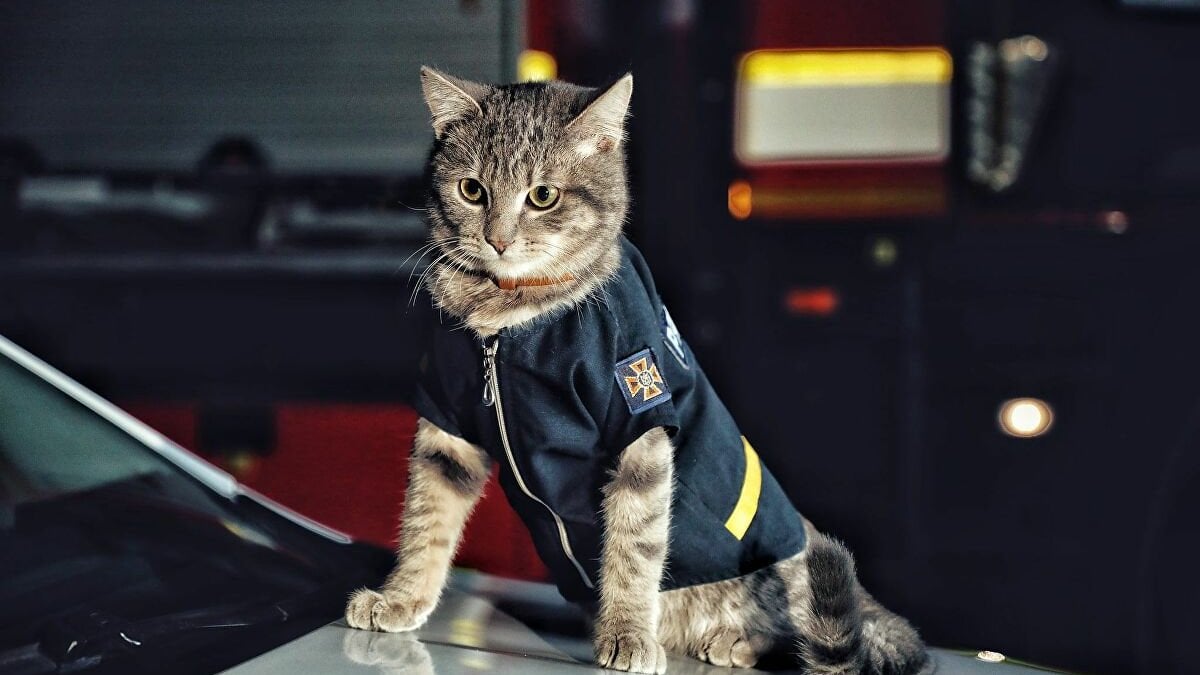 Cat rescued from freezing in Ukraine joins fire brigade