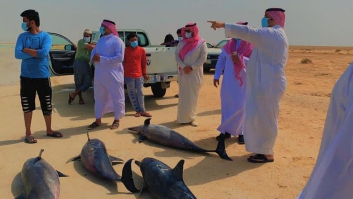 40 dolphins stranded on Red Sea coast