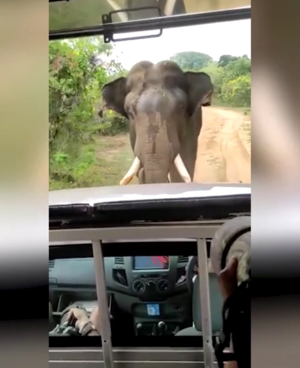 Elephant chases tourists in Sri Lanka #1