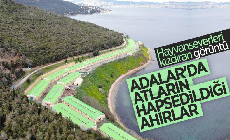 Adalar’da 100’e yakın at, İBB tarafından ahıra hapsedildi