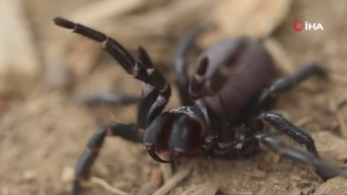 Deadly ‘funnel web spider’ panic in Australia