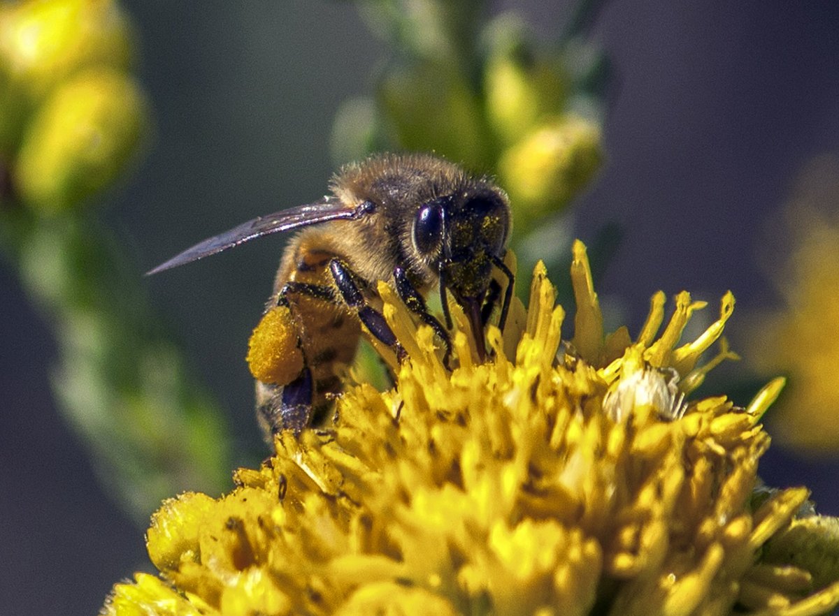 6 benefits of bee pollen #3