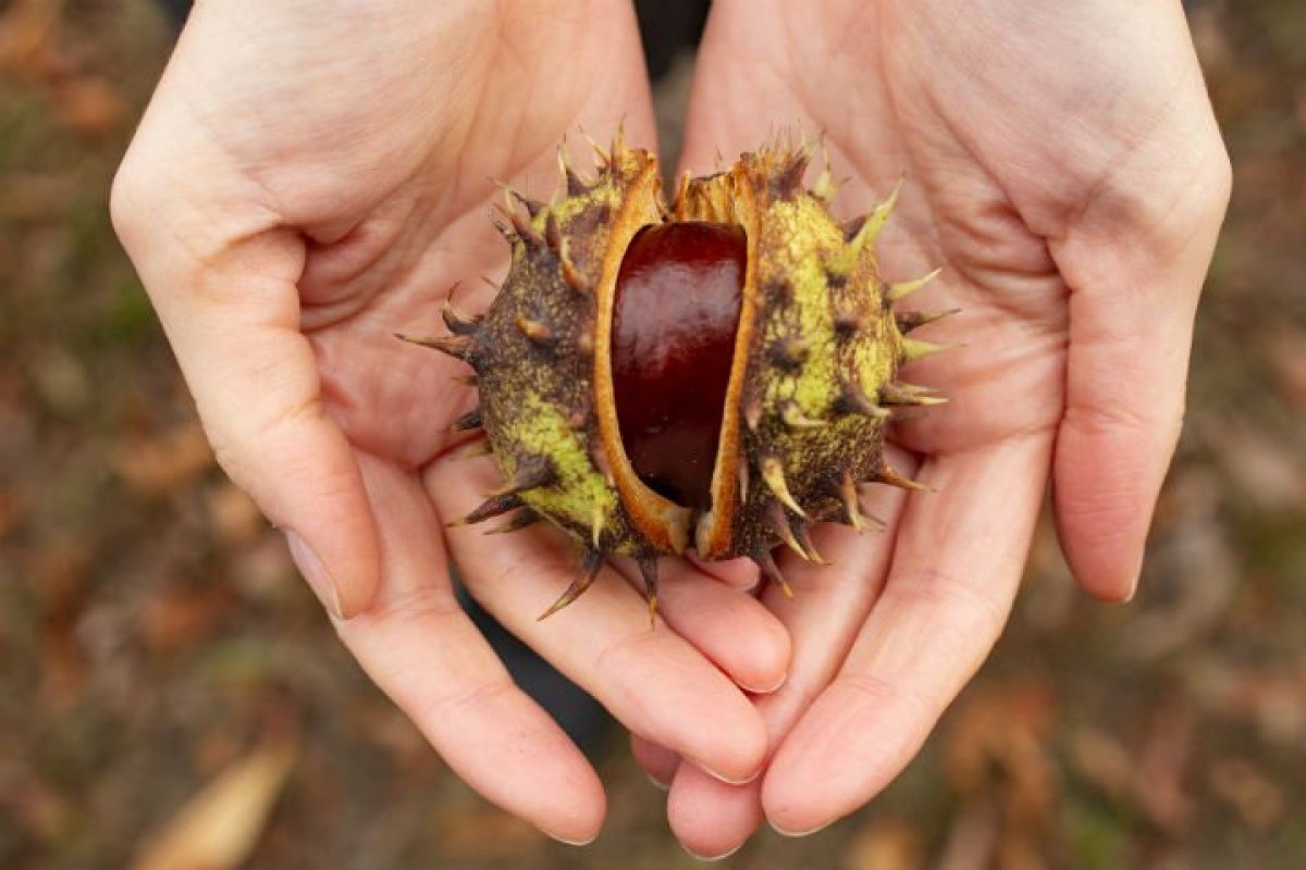 What is horse chestnut, what does it do?  What are the benefits of horse chestnut?  #2nd