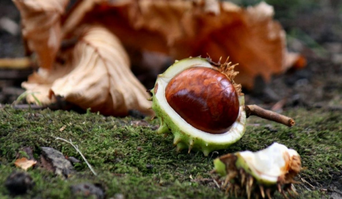 What is horse chestnut, what does it do?  What are the benefits of horse chestnut?  #3
