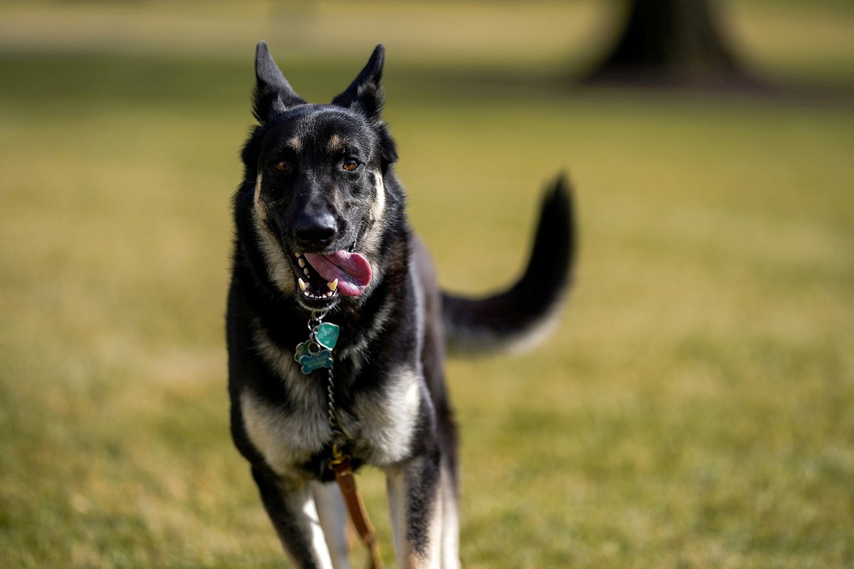 Biden’ın köpeği bir çalışana daha saldırdı