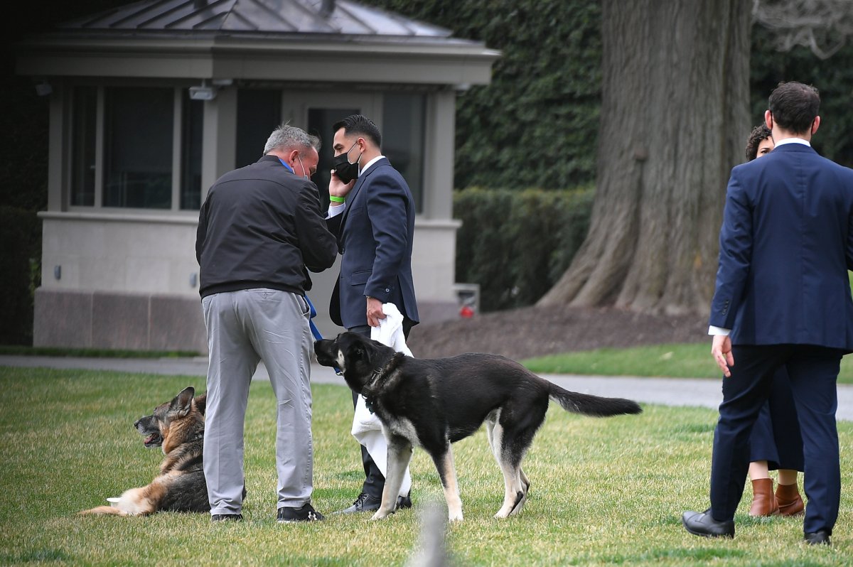 Biden's dog attacks another employee #3