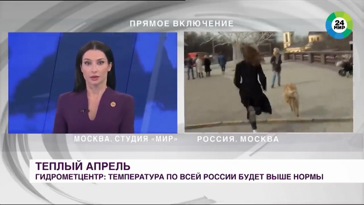 In Russia, the dog stole the reporter's micron on live broadcast #1