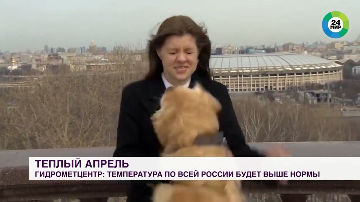 In Russia, the dog stole the reporter’s micron on live broadcast