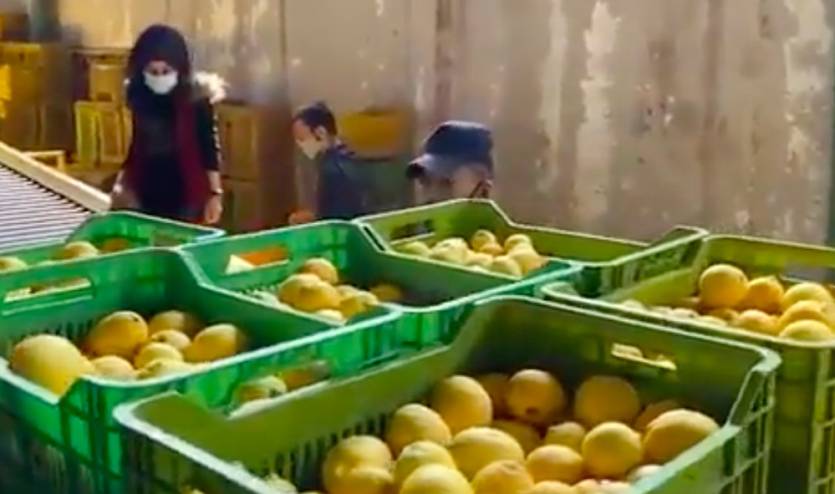 Russia started to buy citrus from Syria #2