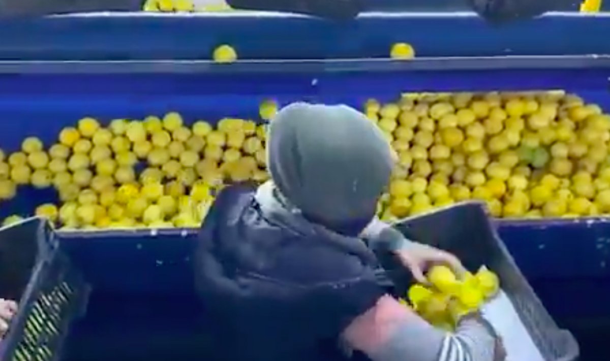 Russia started to buy citrus from Syria #4