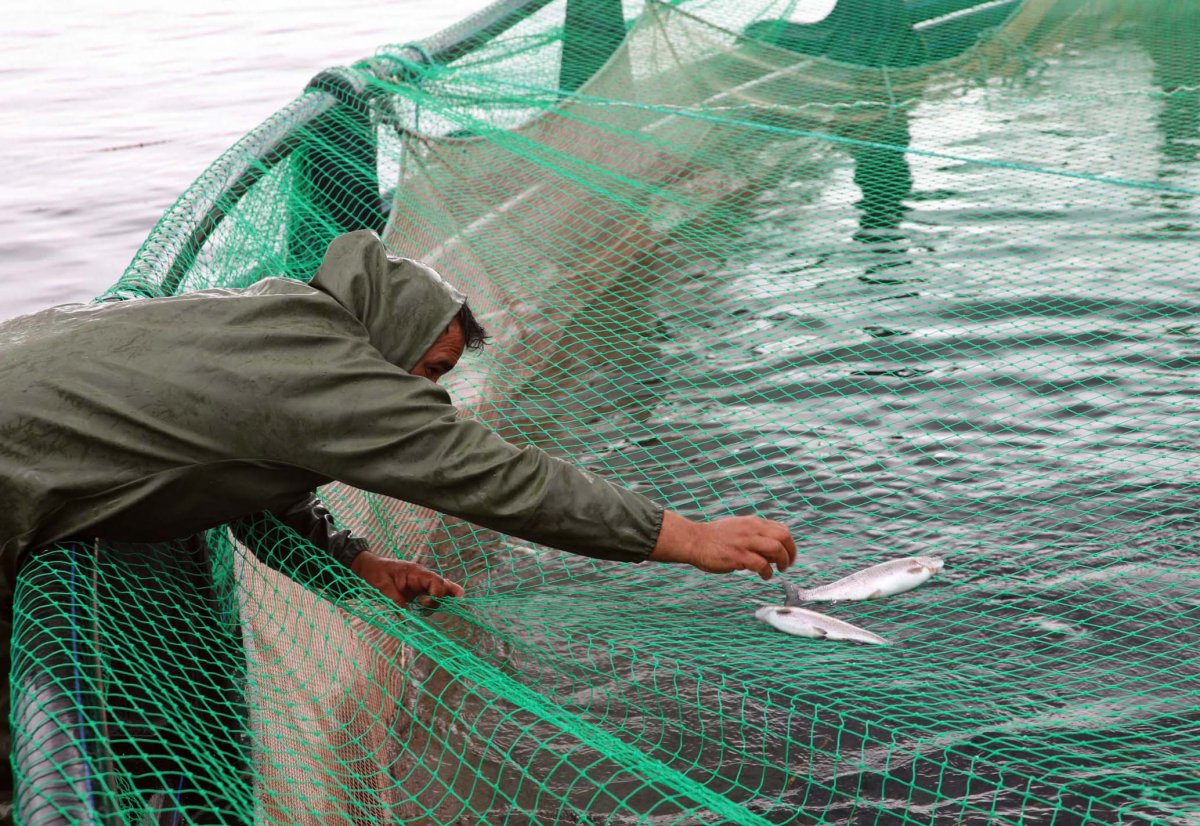 Fırat Nehri'nde yetiştirilen somon balıkları 54 ülkeye gönderiliyor