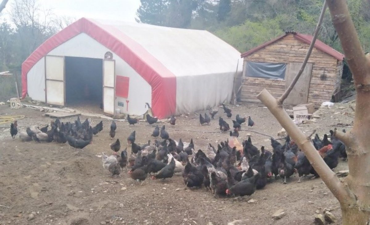 Kastamonu’da tavukları çalınan kadın çiftçi, hırsızlara beddua etti