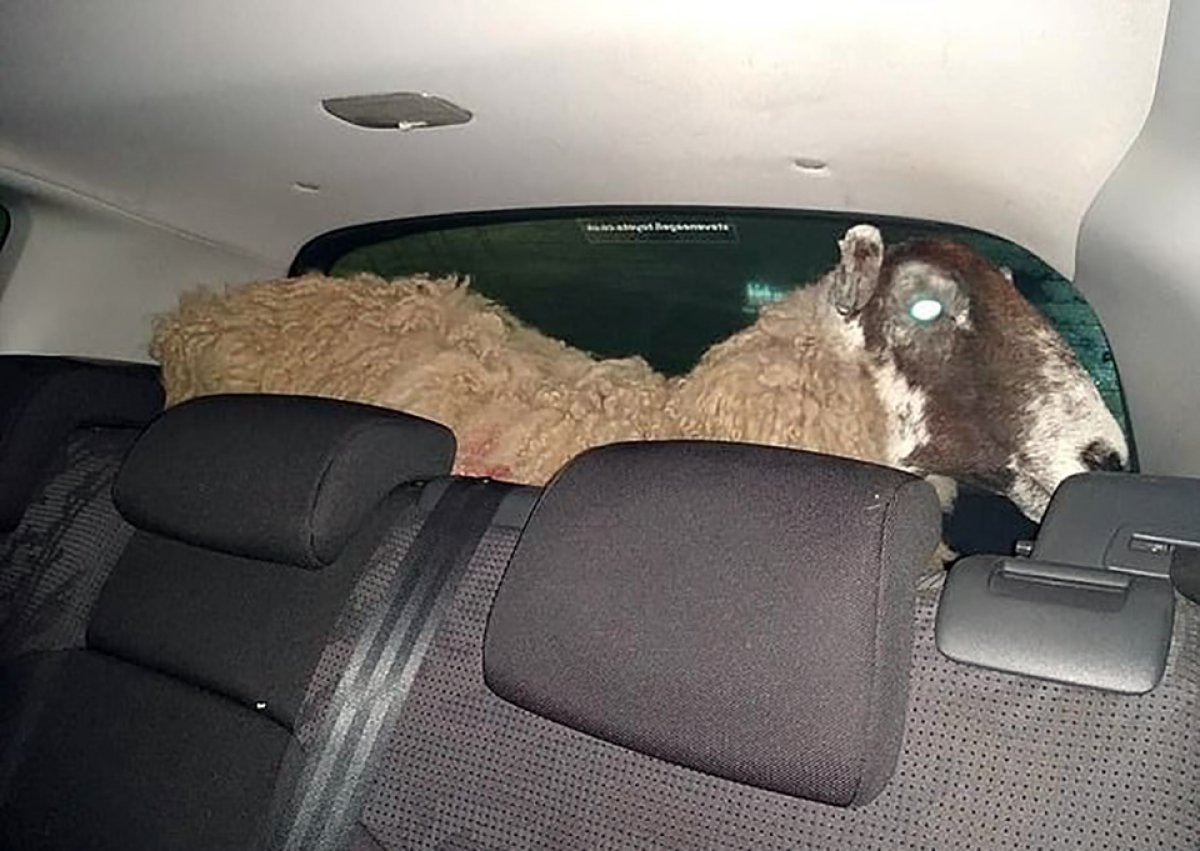 Sheep came out of the trunk of the car in England #1