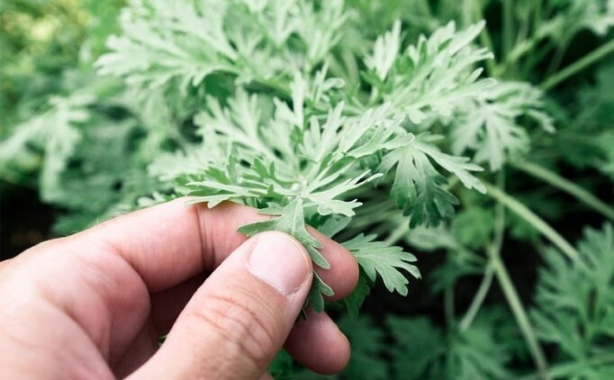 What is wormwood, what are its benefits?  How to use wormwood (Artemisia plant)?  #2nd