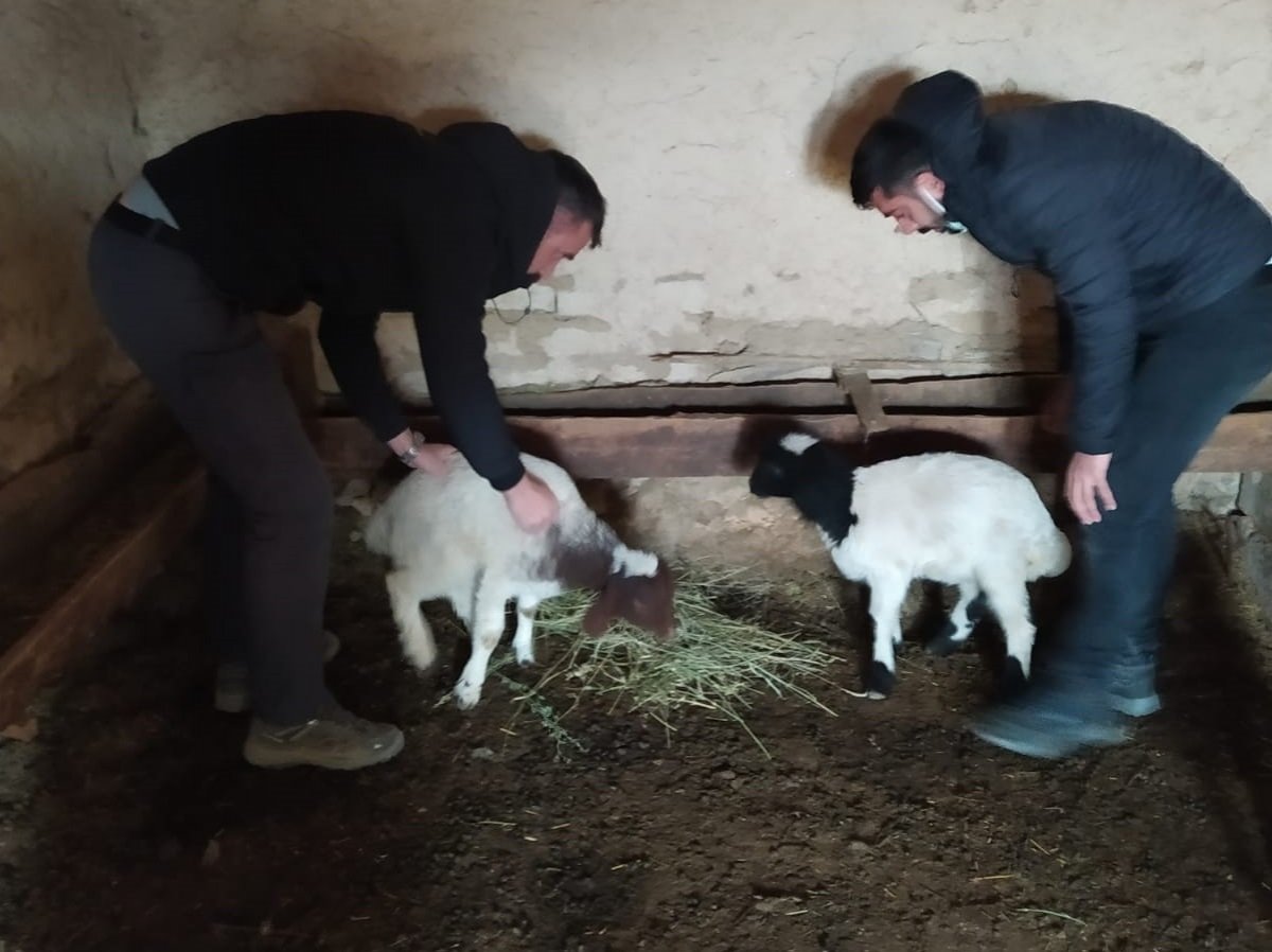 Van'da ahırın çatısı çöktü, 12 kuzu telef oldu